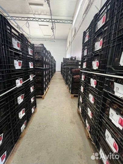 Луковица тюльпанов оптом 12;14+для выгонки