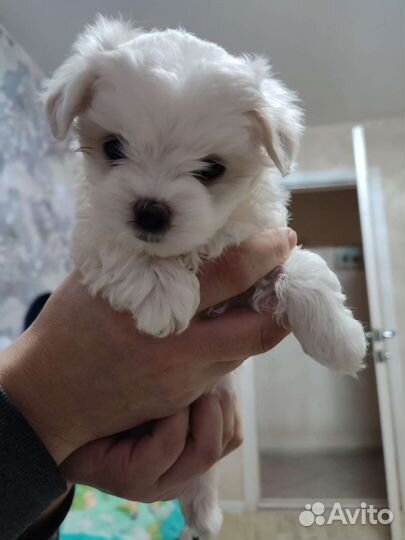 Вязка мальтийская болонка мини