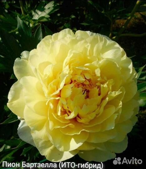 Пион Бартзелла