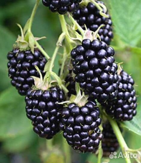 Ежевика блэк сатин