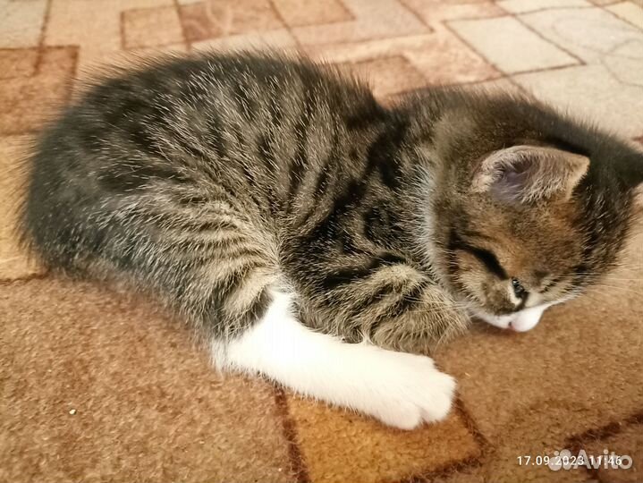 Котёнок, 2 месяца