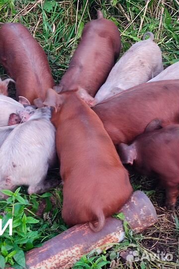 Хряк на племя