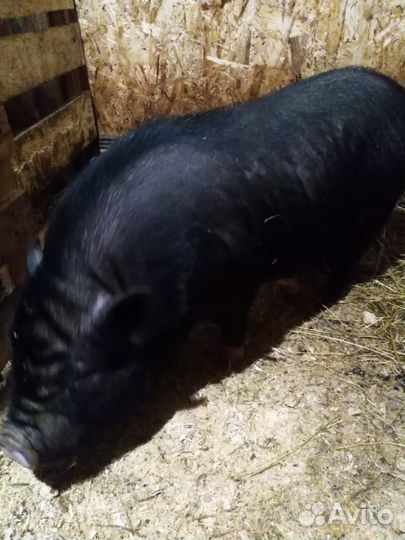 Вьетнамский вислобрюхий хряк