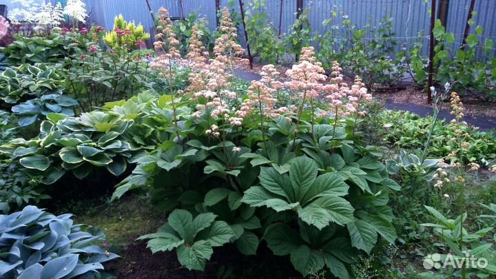 Редкие растения в Ясногорске