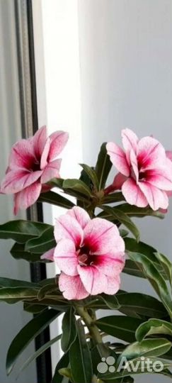 Сеянец прививка