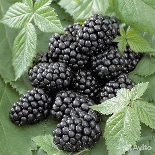 Саженцы ежевики блек джем