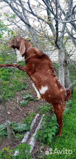 Англо нубийский козлик