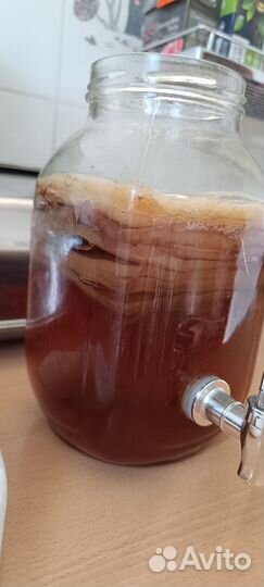 Чайный гриб - комбуча