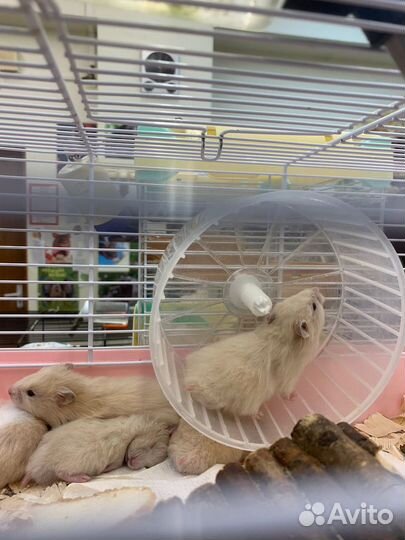 Сирийские хомячки