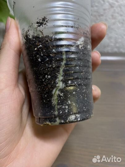 Рафидофора тетрасперма (монстера минима)