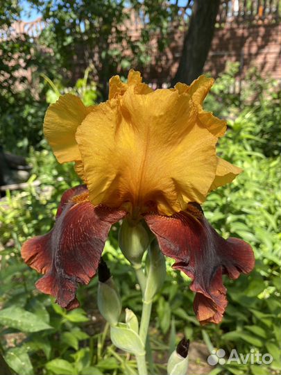 Ирисы бородатые 300 сортов