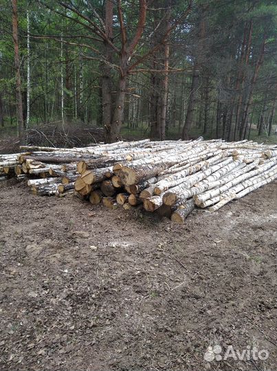 Лес кругляк береза