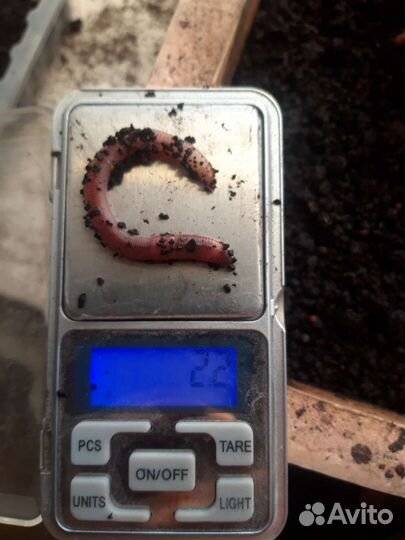 Черви для рыбалки дендробена