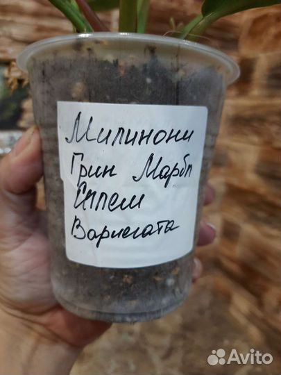 Редкие филодендроны