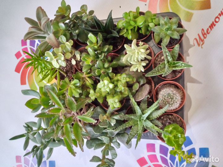 Часть 9 суккуленты микс