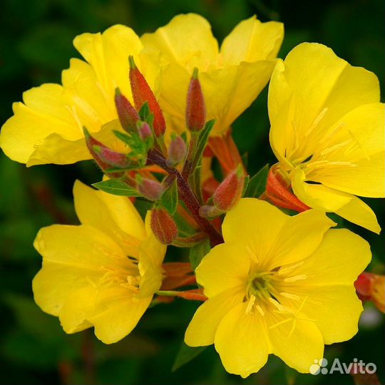 Цветы-многолетники