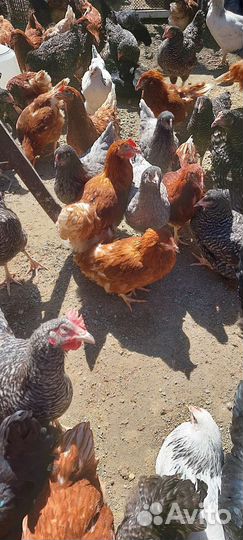 Куры Несушки