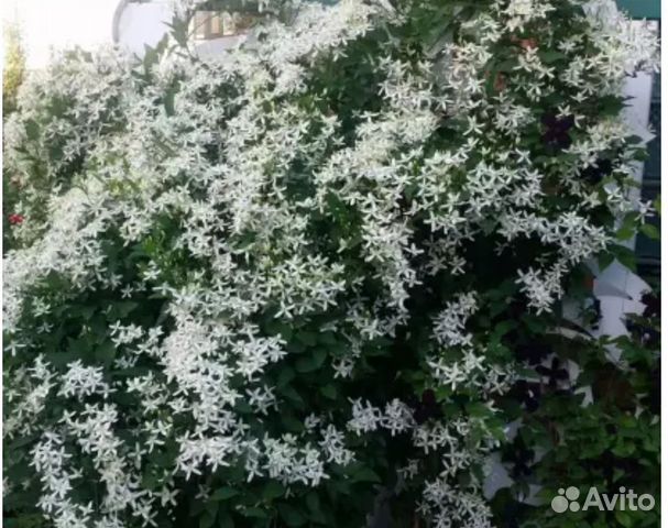 Клематис манчжурский купить в Таганроге | Товары для дома и дачи | Авито