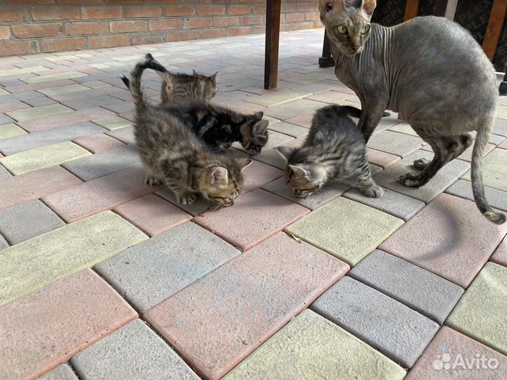 2 кота и 2 кошечки