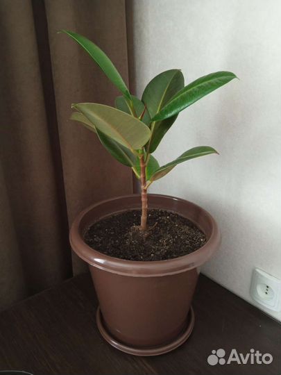 Фикус каучуконосный