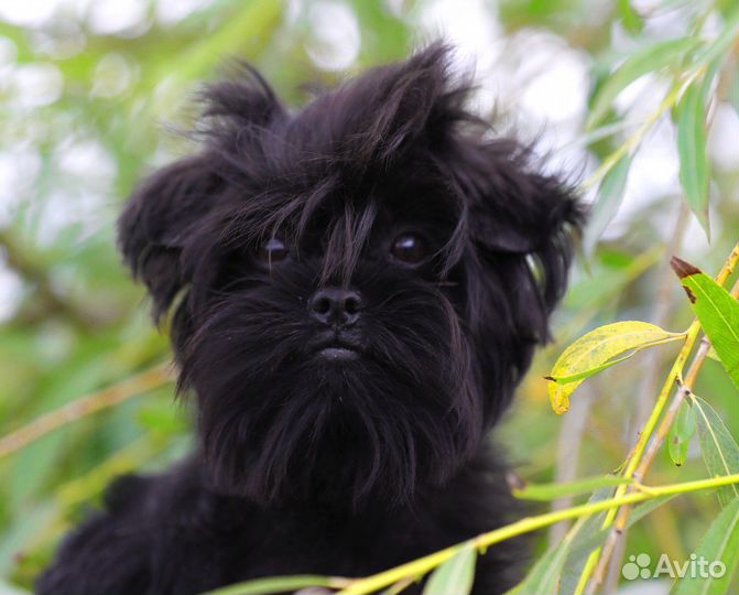 Аффенпинчер