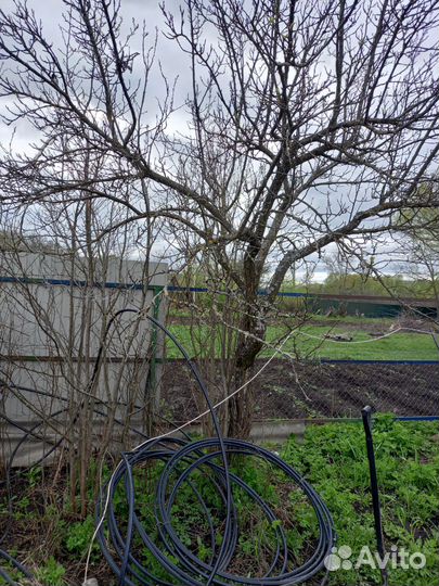 Слива Жёлтая крупноплодная