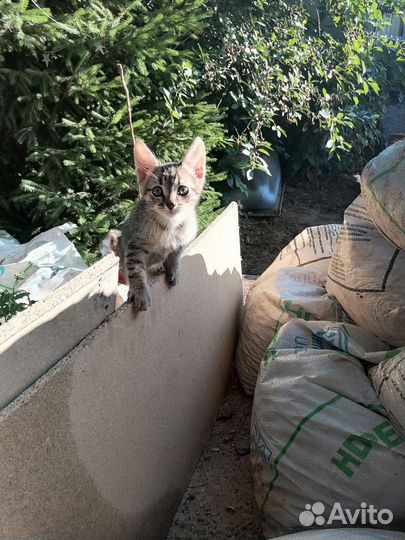 Котята в добрые руки бесплатно