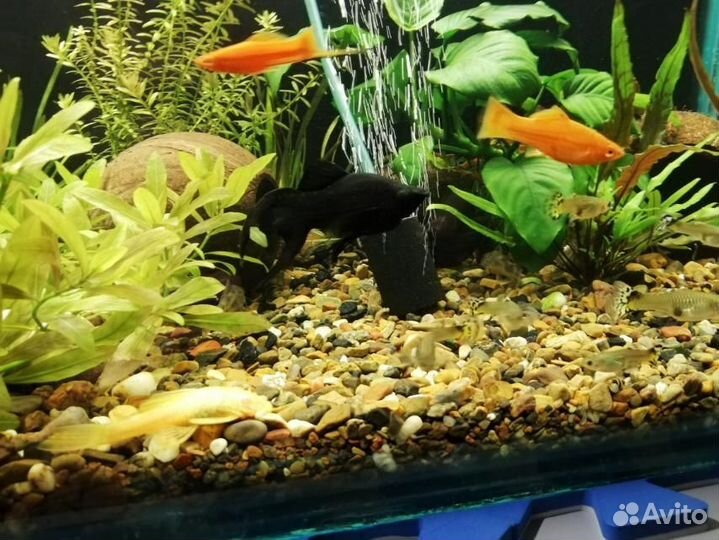 Аквариум. 2 шт