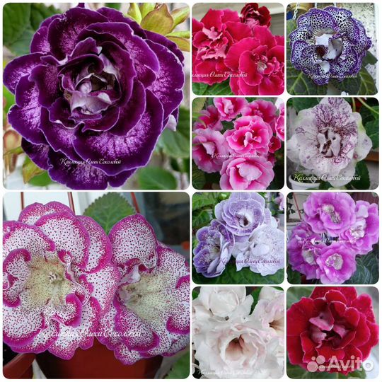 Семена глоксиний