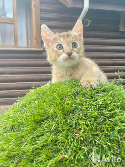 Котик чаузи ф1