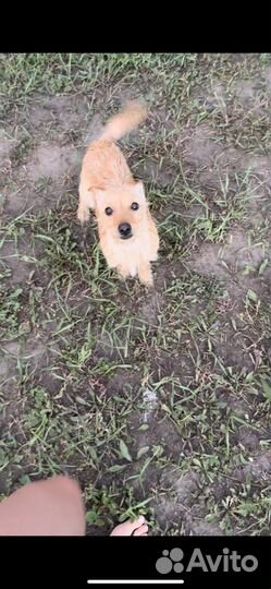 Собаки потеряшки