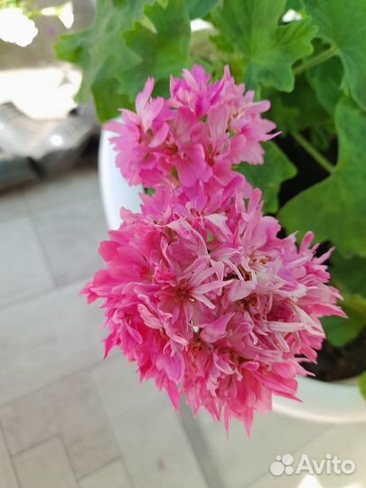 Комнатные растения цветы