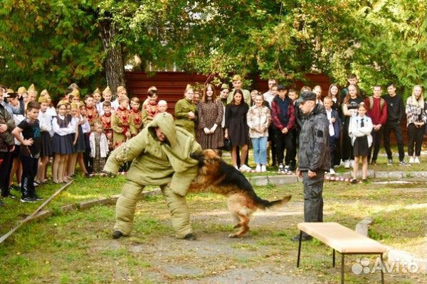 Кобель для вязки