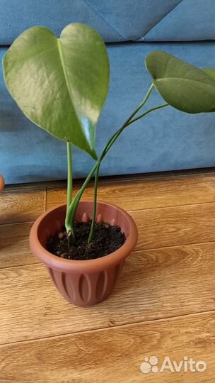 Монстера, аглаонема