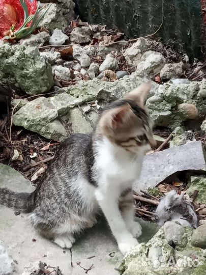 Котята в добрые руки бесплатно