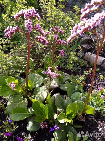 Многолетние садовые растения