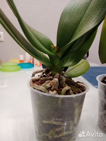 Орхидея фаленопсис