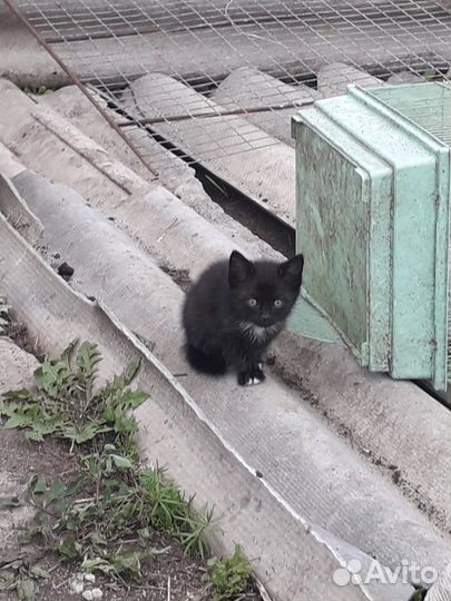 Котятки в добрые руки
