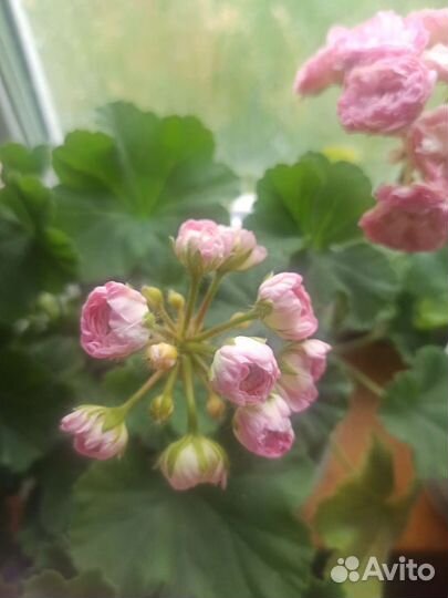 Пеларгония герань