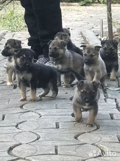 Немецкая овчарка