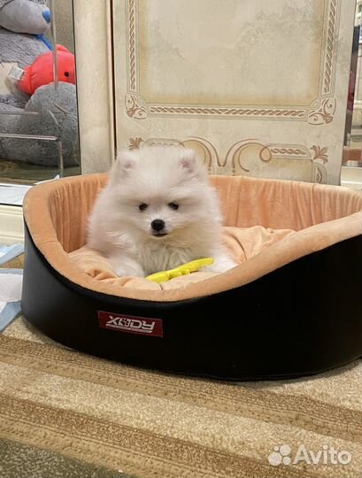 Зооняня, передержка в хороших условиях