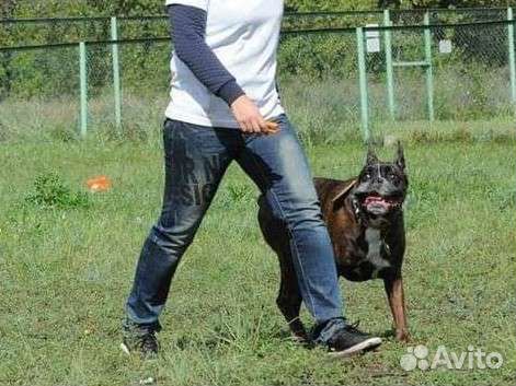 Дрессировка и воспитание собак