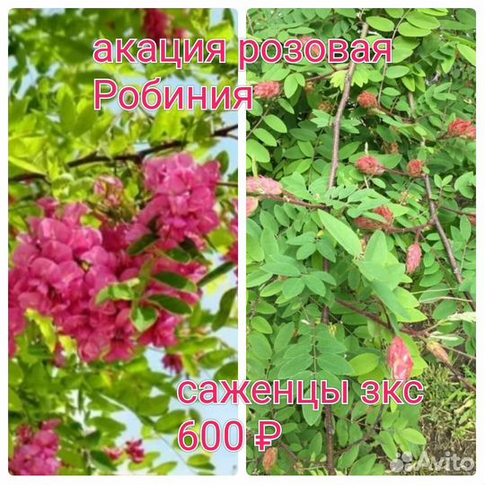 Робиния клейкая