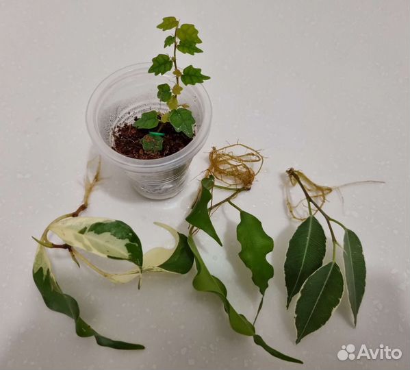 Фикус набор Комнатные растения Цветы