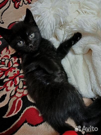 Котик бесплатно