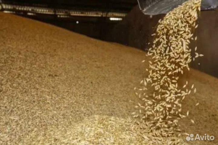 Зерно ячмень
