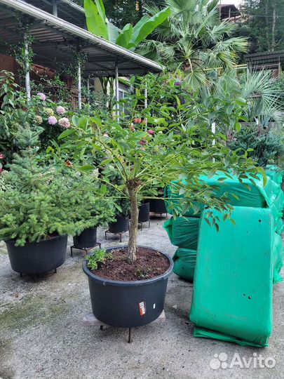 Эритрина, коралловое дерево, петушиный гребень