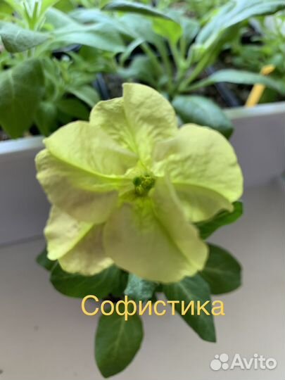 Петуния ампельная