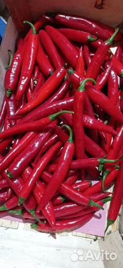 Редис, огурец кабачек