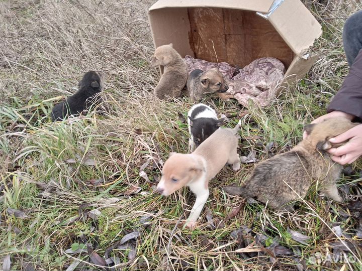 Собака в добрые руки